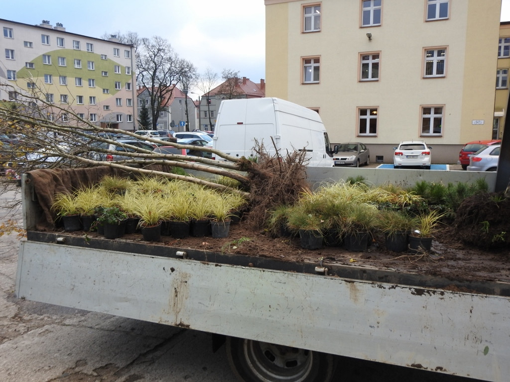 Najpierw wycięli stare drzewka, teraz sadzą nowe