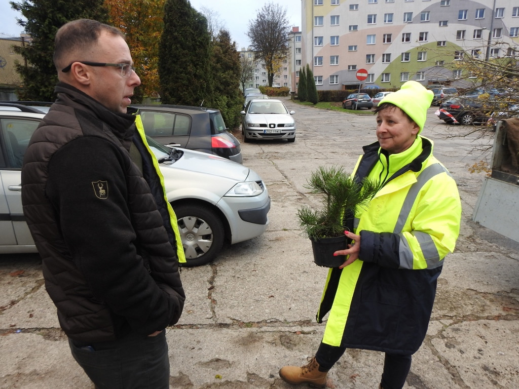 Najpierw wycięli stare drzewka, teraz sadzą nowe