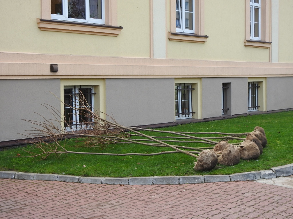 Najpierw wycięli stare drzewka, teraz sadzą nowe