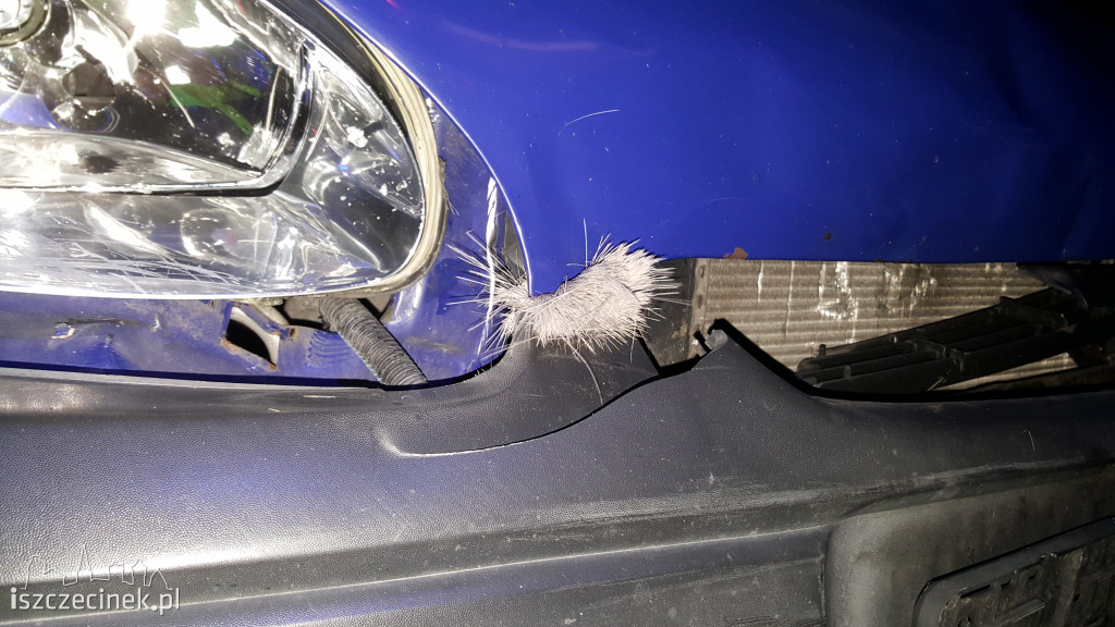 Opel zderzył się z sarną pod Szczecinkiem