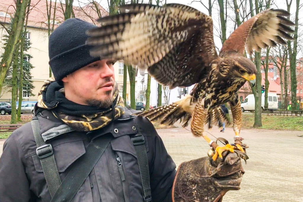 Sokolnik w parku