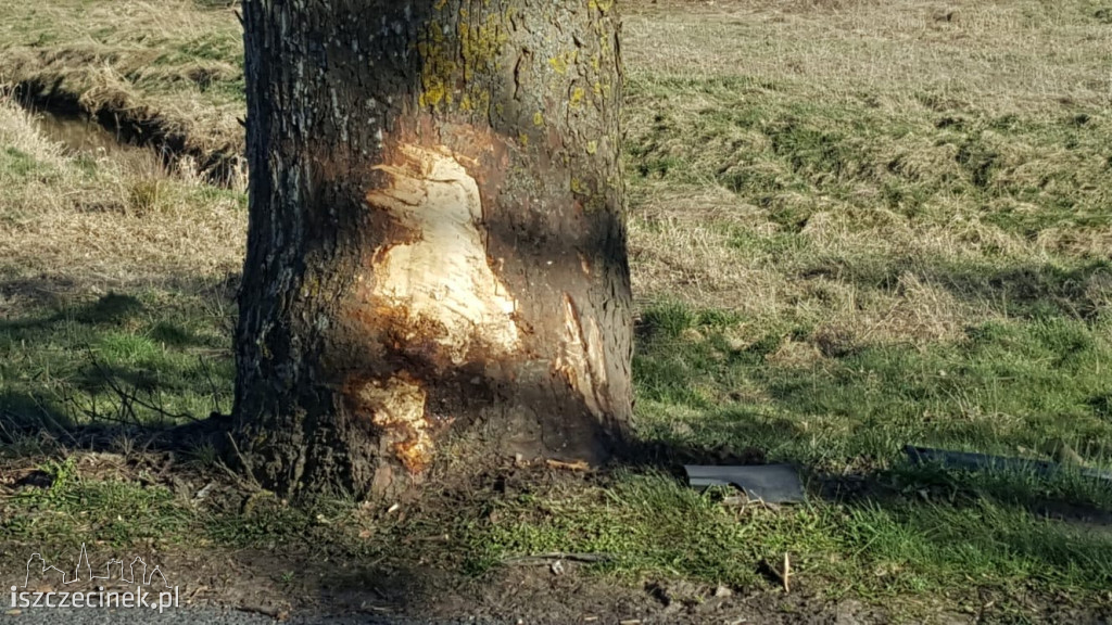 Pijana kobieta wsiadła z dzieckiem za kierownicę. Uderzyła w drzewo [ZDJĘCIA]