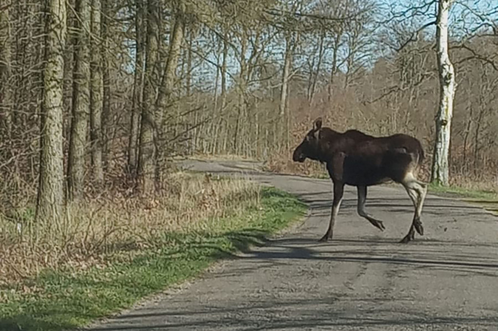 Spotkanie z łosiem pod Szczecinkiem