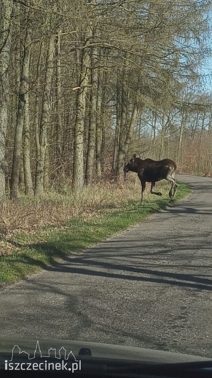 Spotkanie z łosiem pod Szczecinkiem