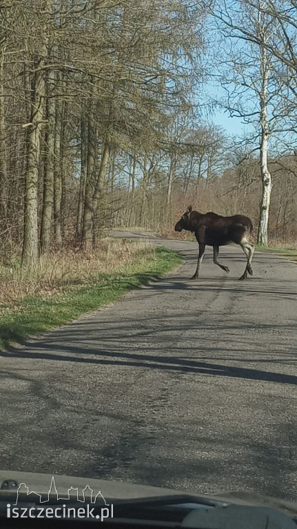 Spotkanie z łosiem pod Szczecinkiem