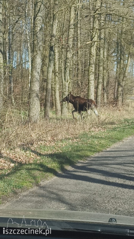 Spotkanie z łosiem pod Szczecinkiem