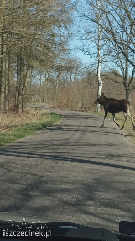 Spotkanie z łosiem pod Szczecinkiem