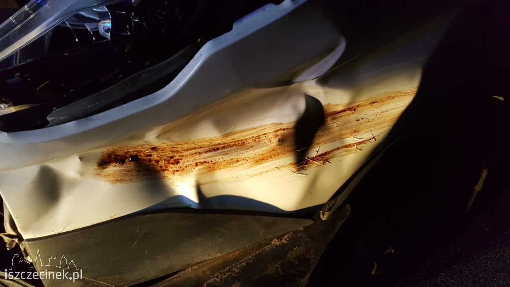 Bus uderzył w dwa jelenie. Niebezpiecznie pod Białym Borem