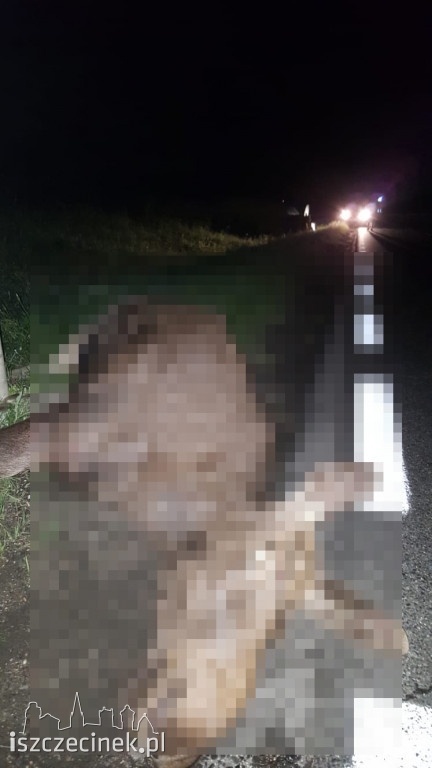 Zderzenie busa z łosiem pod Białym Borem. Zwierzę nie przeżyło