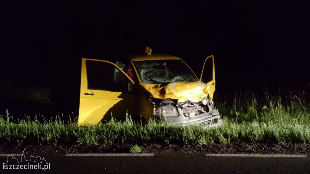 Zderzenie busa z łosiem pod Białym Borem. Zwierzę nie przeżyło