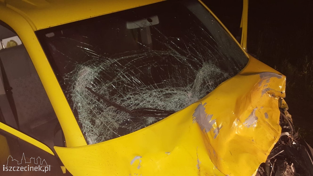 Zderzenie busa z łosiem pod Białym Borem. Zwierzę nie przeżyło
