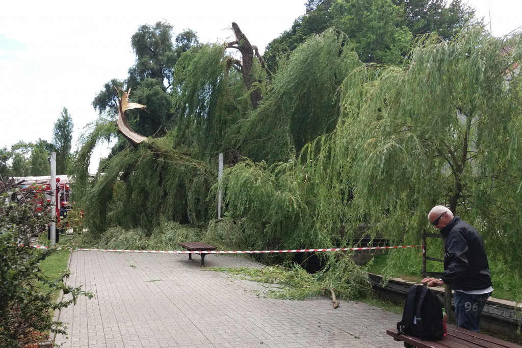 W centralnej części parku na chodnik runął ogromny konar