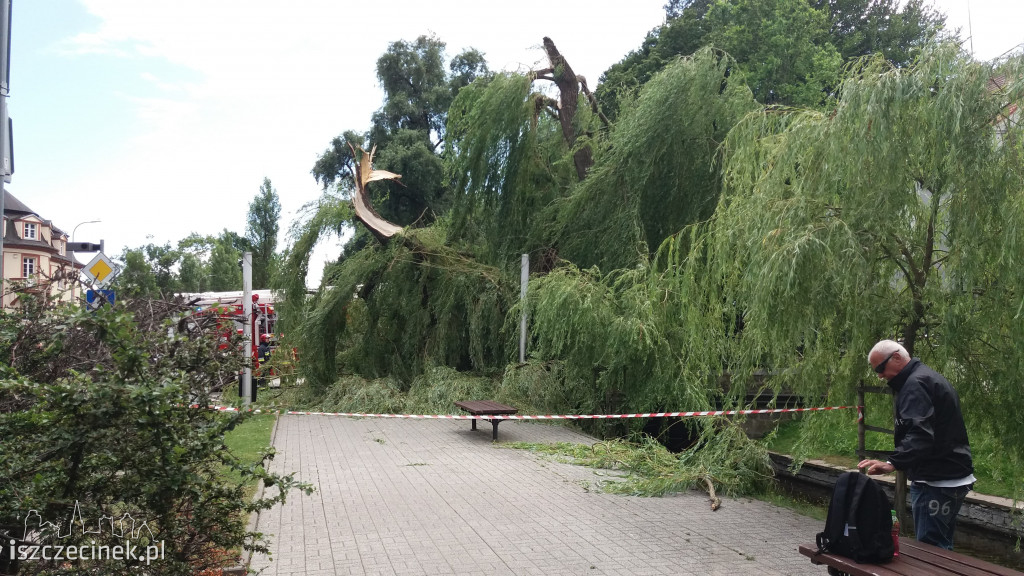 W centralnej części parku na chodnik runął ogromny konar