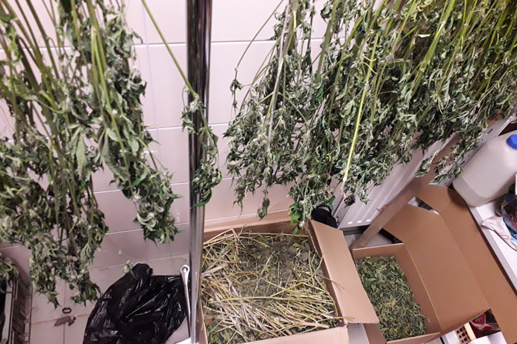 Ponad kilogram marihuany i kilkadziesiąt roślin - plantator ze Szczecinka zatrzymany