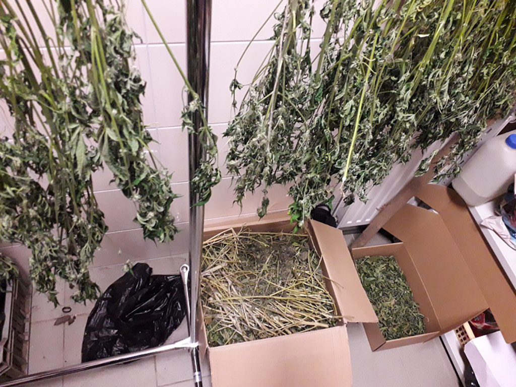 Ponad kilogram marihuany i kilkadziesiąt roślin - plantator ze Szczecinka zatrzymany