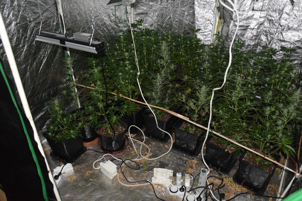 Ponad kilogram marihuany i kilkadziesiąt roślin - plantator ze Szczecinka zatrzymany