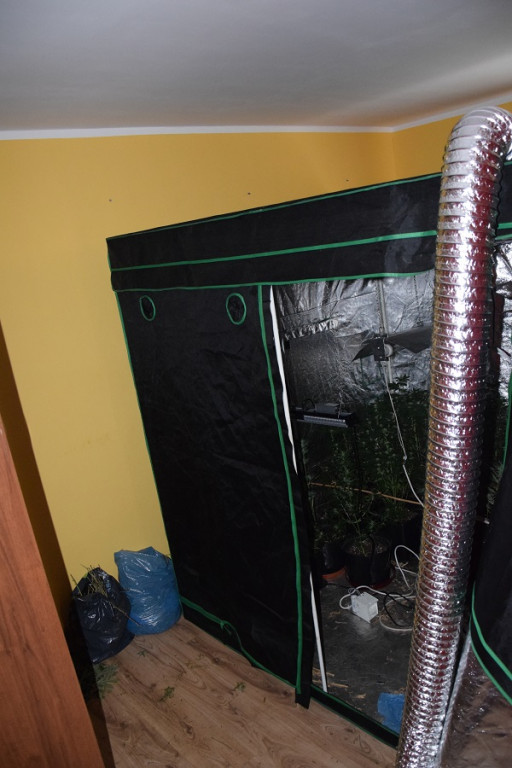 Ponad kilogram marihuany i kilkadziesiąt roślin - plantator ze Szczecinka zatrzymany