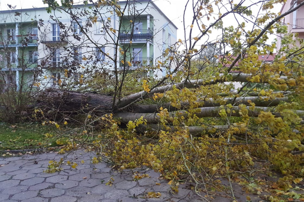 Powalone drzewa, zniszczone samochody. Pracowita noc szczecineckich strażaków