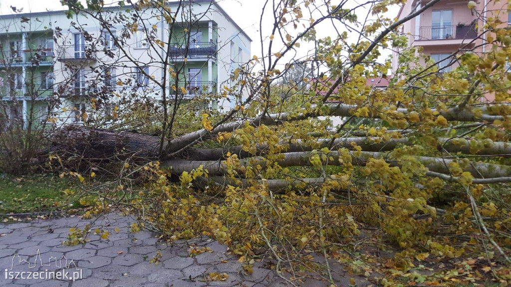 Powalone drzewa, zniszczone samochody. Pracowita noc szczecineckich strażaków