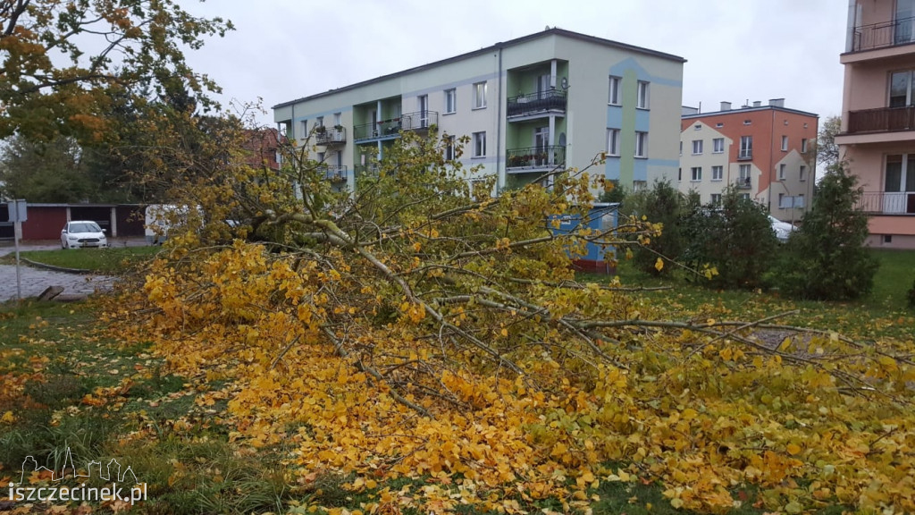 Powalone drzewa, zniszczone samochody. Pracowita noc szczecineckich strażaków