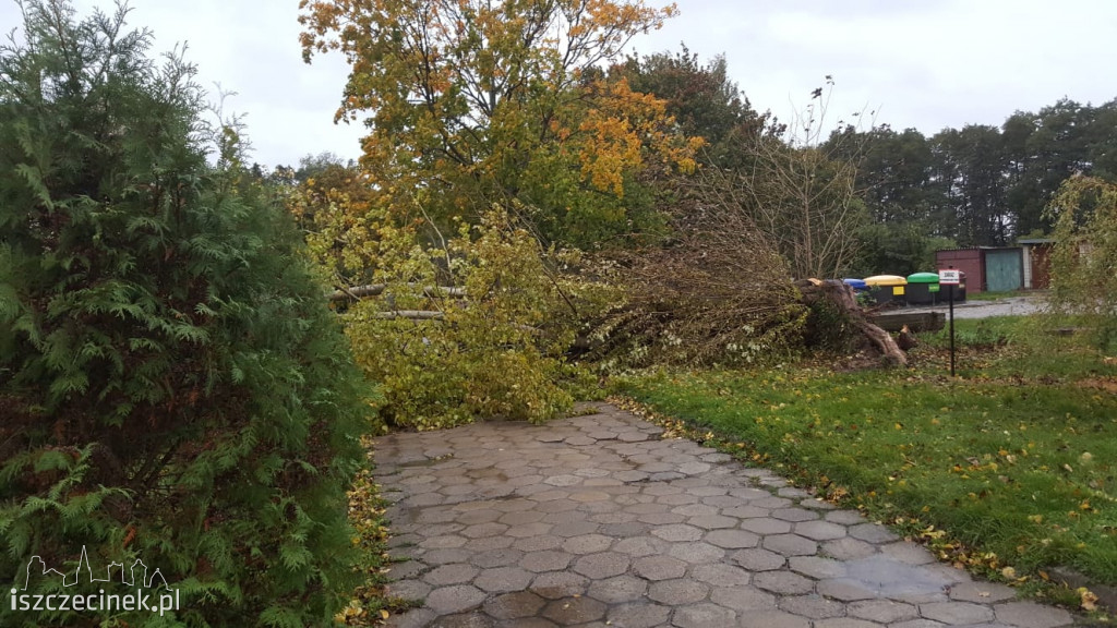 Powalone drzewa, zniszczone samochody. Pracowita noc szczecineckich strażaków