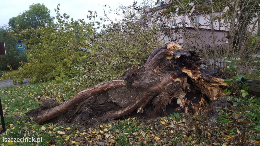 Powalone drzewa, zniszczone samochody. Pracowita noc szczecineckich strażaków