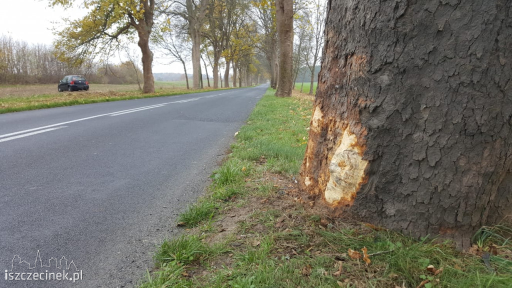 Volkswagen uderzył w drzewo