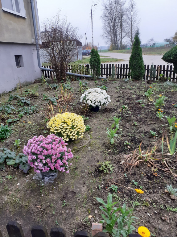 Akcja chryzantemy w gminie Borne Sulinowo. Zobaczcie pomysły mieszkańców