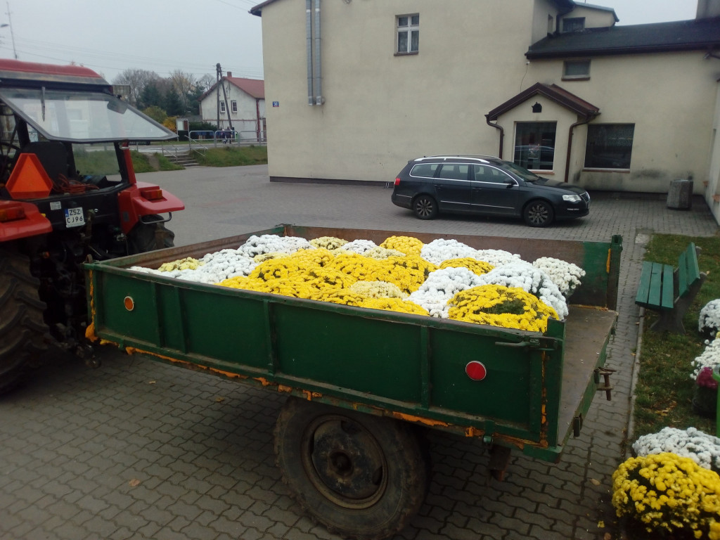 Akcja chryzantemy w gminie Borne Sulinowo. Zobaczcie pomysły mieszkańców