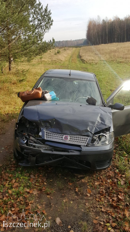 Zderzenie samochodu osobowego z jeleniem na DK-11