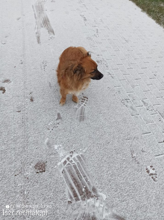 Sypnęło śniegiem w Szczecinku. Jak długo popada? ZDJĘCIA CZYTELNIKÓW
