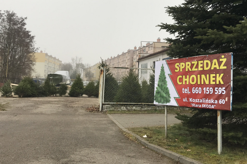 Trwa sezon choinkowy! Gdzie w Szczecinku kupisz świąteczne drzewko?