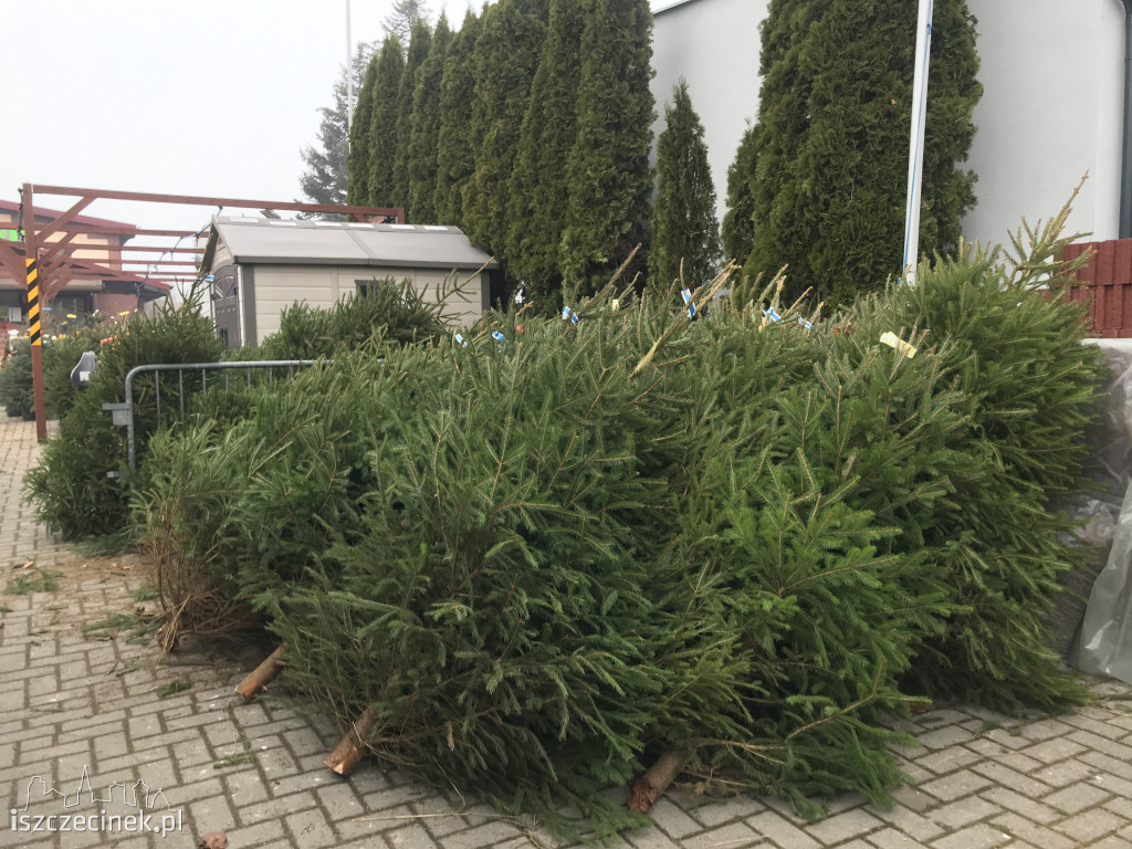 Trwa sezon choinkowy! Gdzie w Szczecinku kupisz świąteczne drzewko?