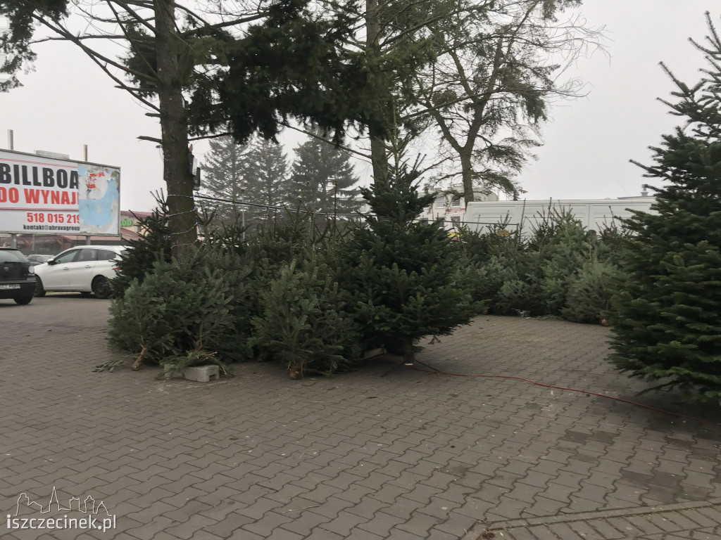 Trwa sezon choinkowy! Gdzie w Szczecinku kupisz świąteczne drzewko?