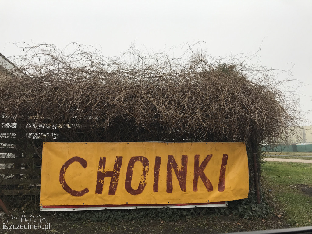 Trwa sezon choinkowy! Gdzie w Szczecinku kupisz świąteczne drzewko?