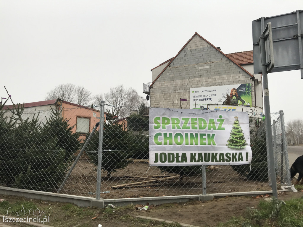 Trwa sezon choinkowy! Gdzie w Szczecinku kupisz świąteczne drzewko?