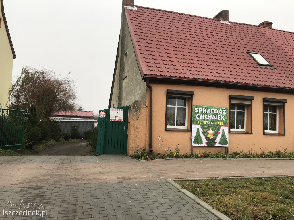 Trwa sezon choinkowy! Gdzie w Szczecinku kupisz świąteczne drzewko?