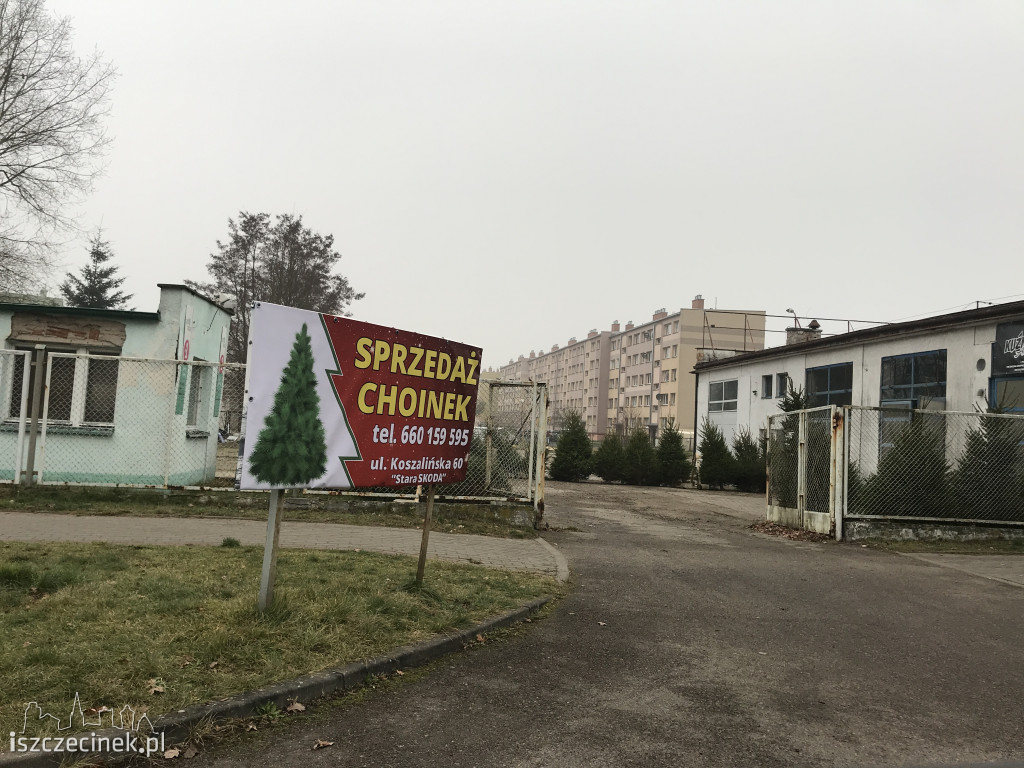 Trwa sezon choinkowy! Gdzie w Szczecinku kupisz świąteczne drzewko?