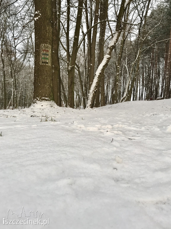 Sypnęło śniegiem w Szczecinku. Jaka pogoda na najbliższe dni? [ZDJĘCIA]