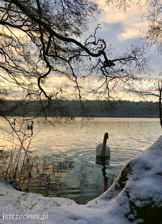 Sypnęło śniegiem w Szczecinku. Jaka pogoda na najbliższe dni? [ZDJĘCIA]