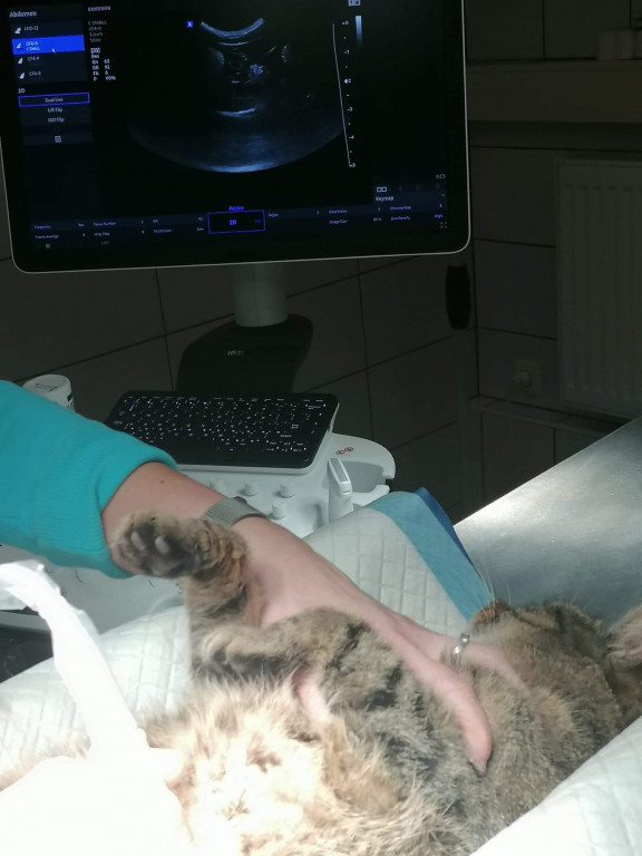 Kochajmy zwierzęta z głową!