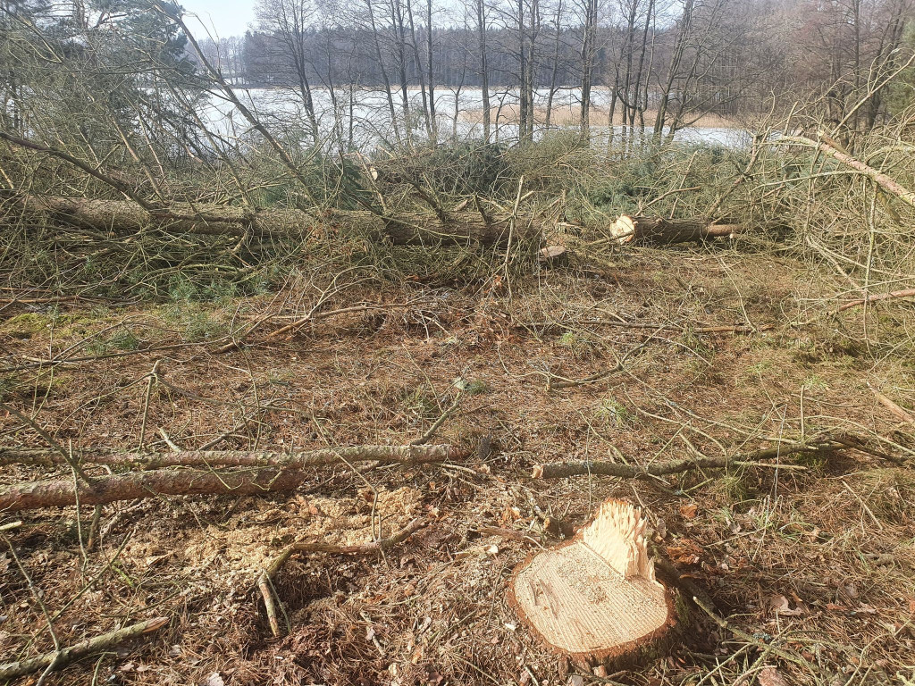 Pod Szczecinkiem wycięto nielegalnie nawet tysiąc drzew.
