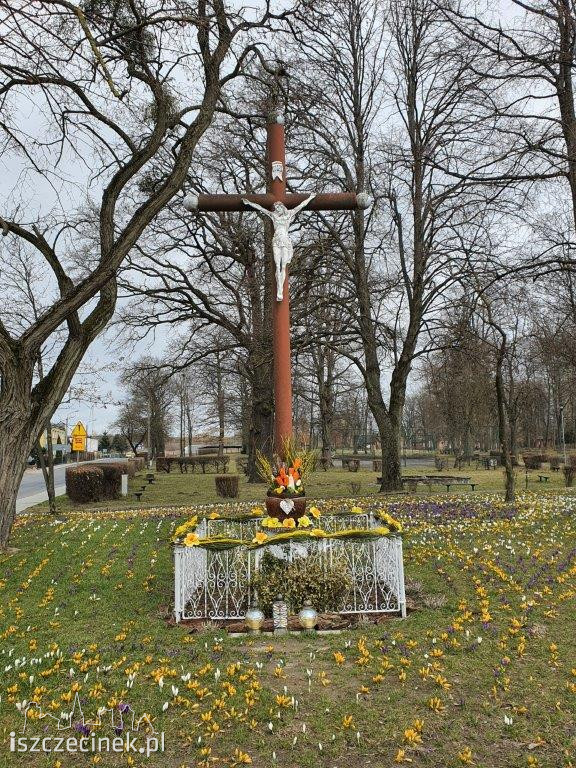 Najpiękniejsze oblicze wiosny - kwietny dywan w Barwicach!