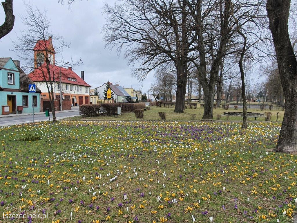 Najpiękniejsze oblicze wiosny - kwietny dywan w Barwicach!