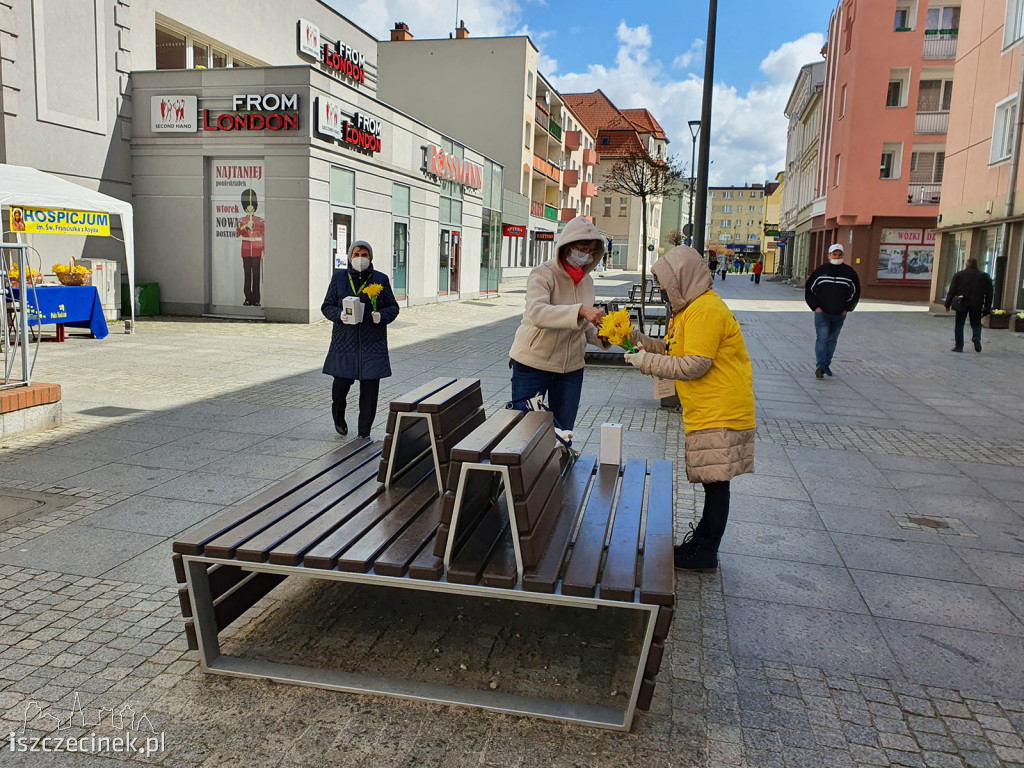 Żółto na ulicach Szczecinka. Zakwitły 