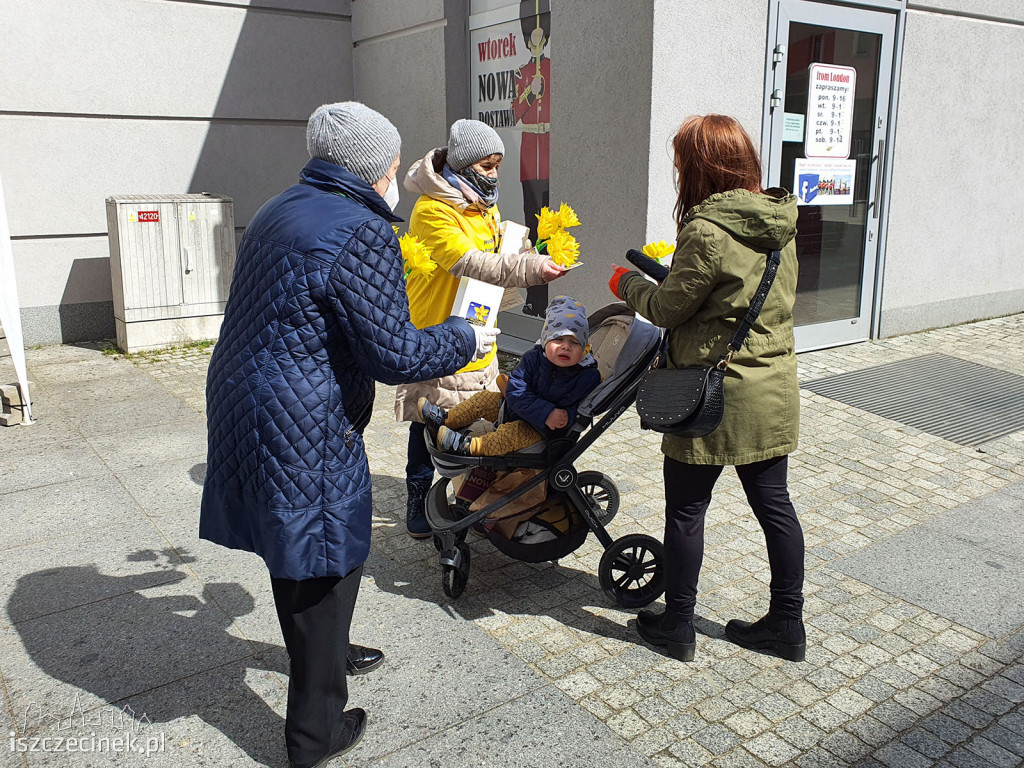 Żółto na ulicach Szczecinka. Zakwitły 