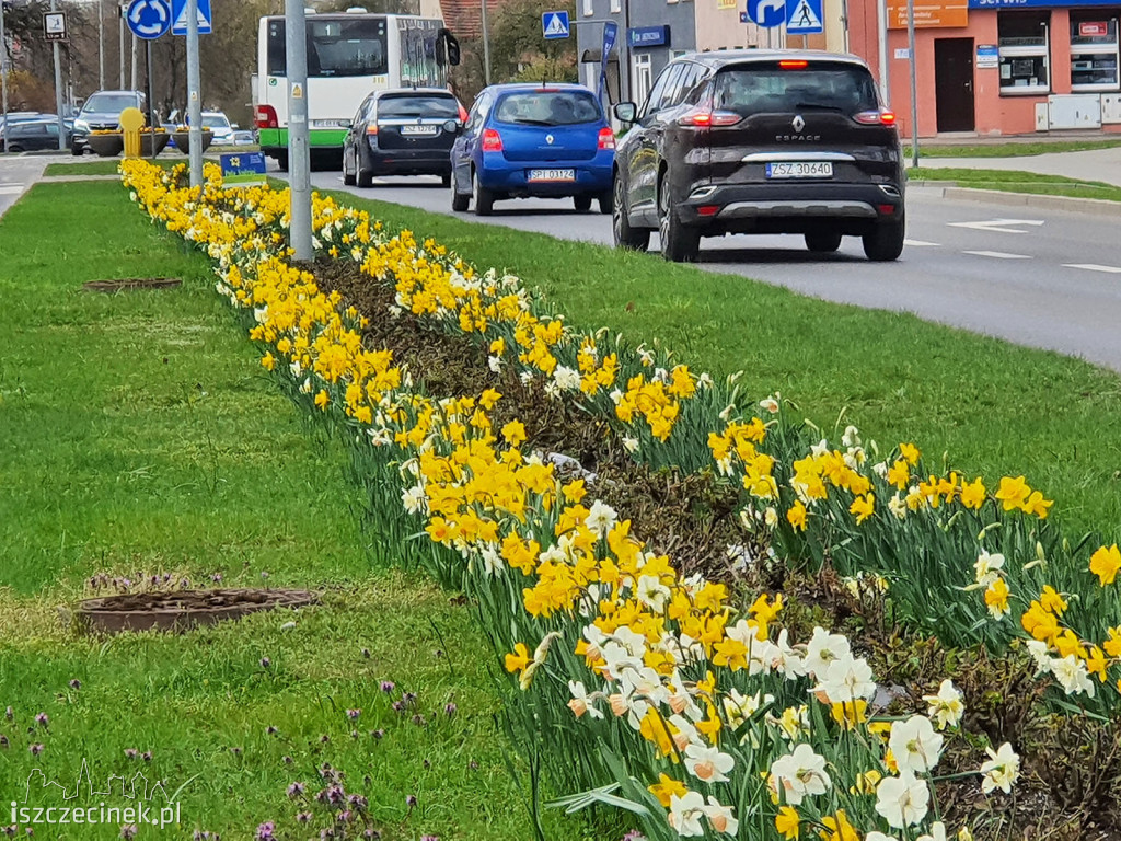 Żółto na ulicach Szczecinka. Zakwitły 