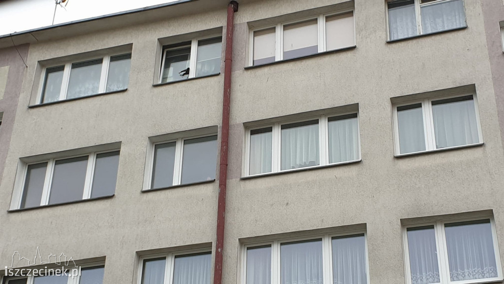 Kolejny kot zaklinowany w oknie. Uratowany w ostatniej chwili
