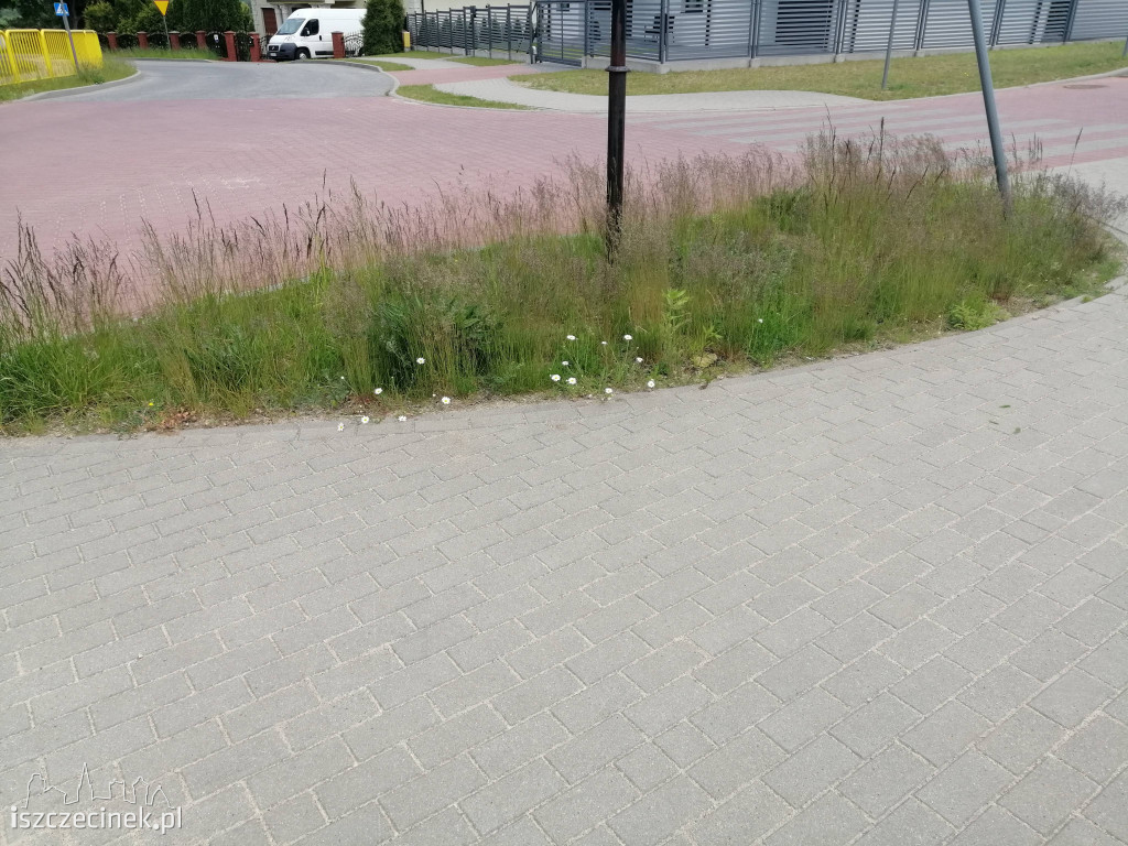 Co z koszeniem traw?