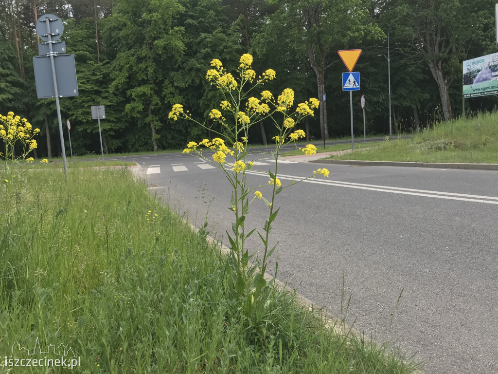 Co z koszeniem traw?